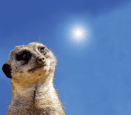 Aufmerksames Erdmännchen unter strahlend blauem Himmel blickt zur Sonne – Symbolbild für wachsames Lernen und entspannte Weiterbildung beim VdS-Bildungszentrum.